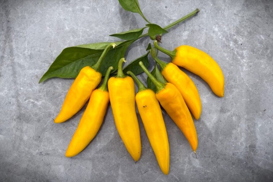 Serrano Yellow