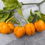Odla Habanero Naranja Picante