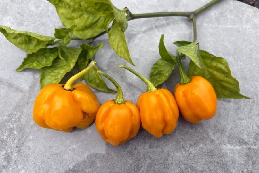Habanero Naranja Picante