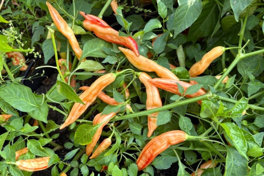 Aji Lily Teolinda