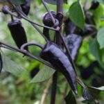 Jalapeno Deadpool