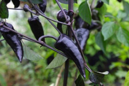 Jalapeno Deadpool