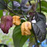 Reaper Purple Peach
