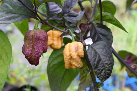 Reaper Purple Peach