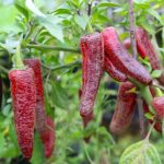 Jalapeno Black