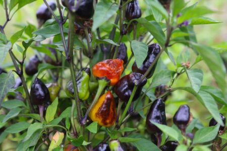 Jes's Purple Orange Jalapeno