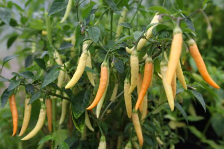 Fifi Tabasco Peach
