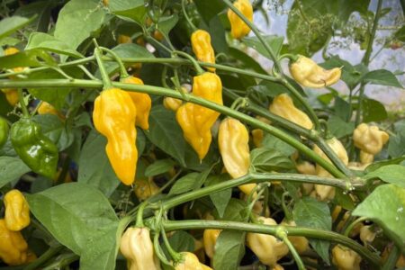 Habanero Hot Lemon