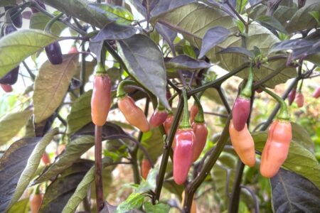 Aji Charapita X Fidalgo Roxa