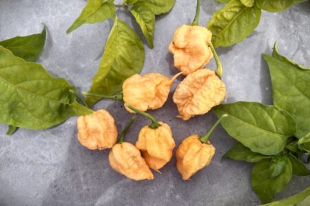Reaper Sbagliato